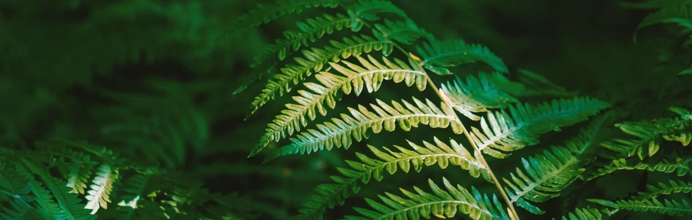 Bannerbild