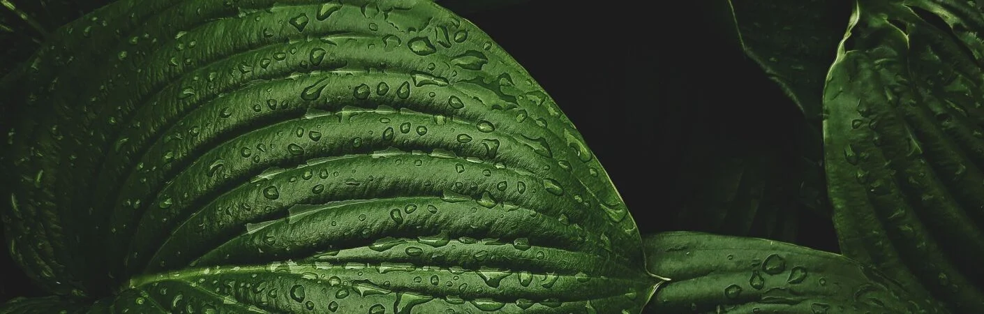 Bannerbild