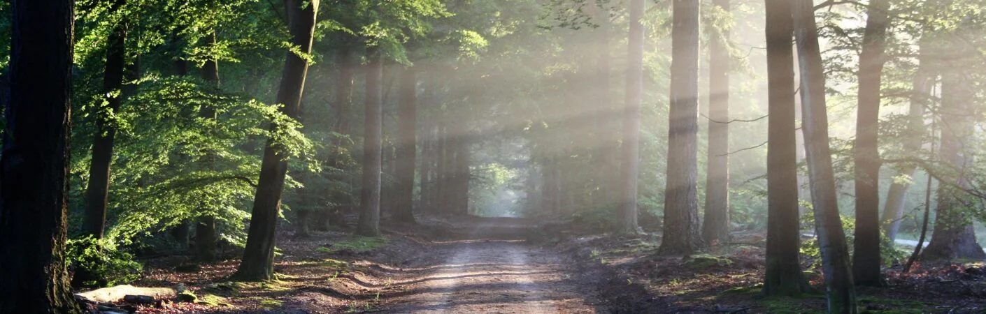 Bannerbild