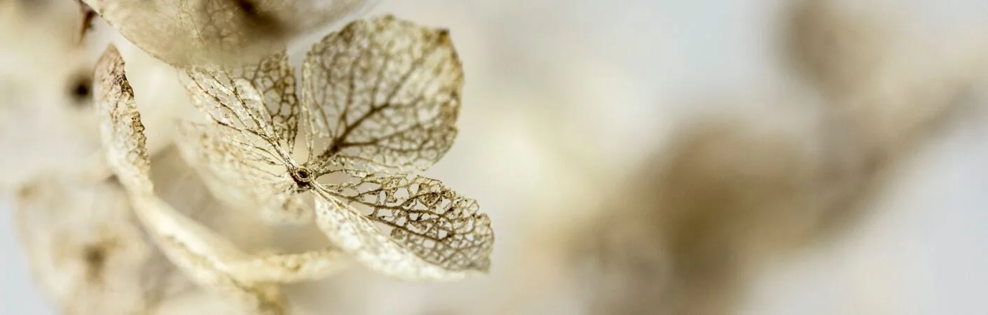 Bannerbild