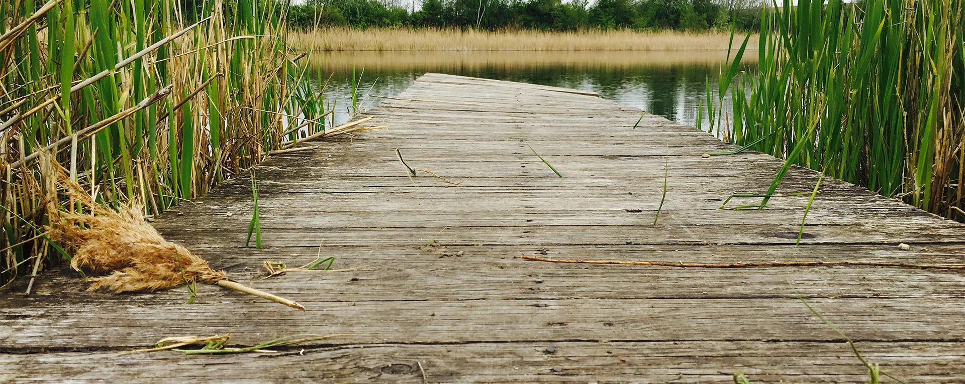 Bannerbild