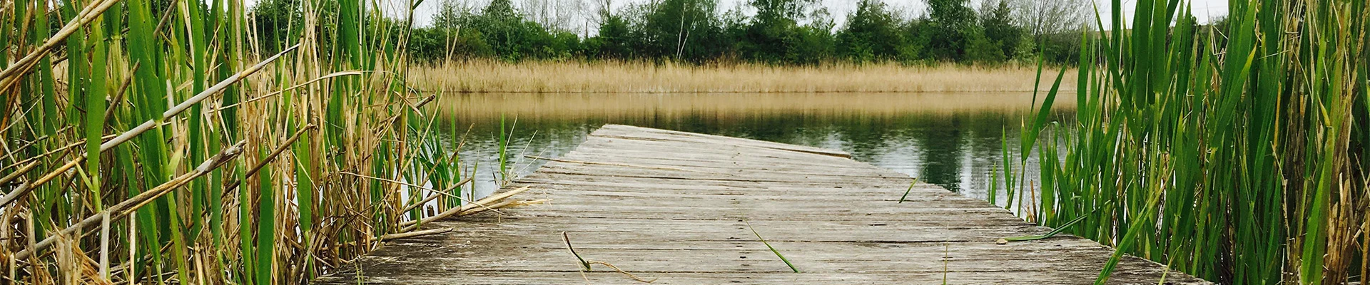 Bannerbild