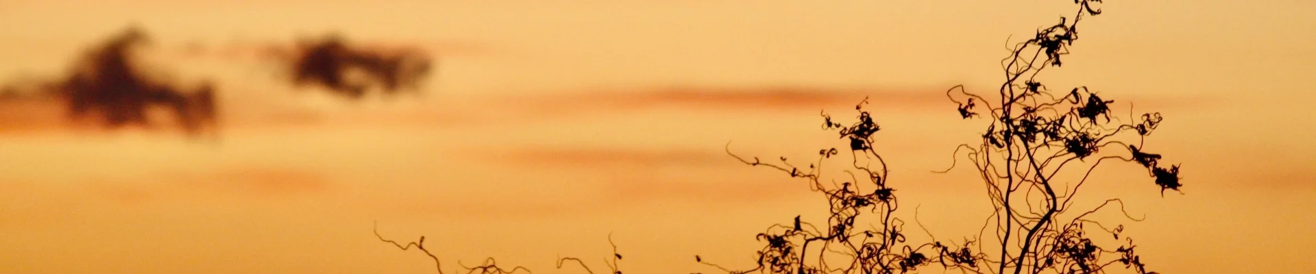 Bannerbild