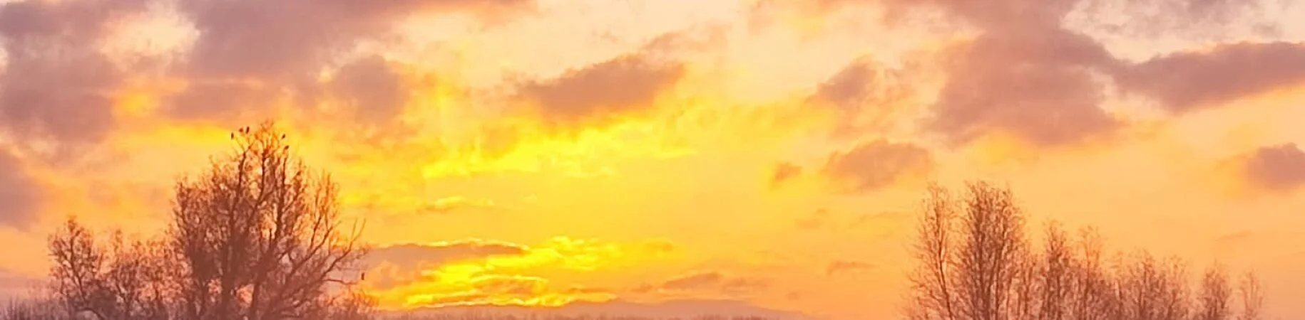 Bannerbild