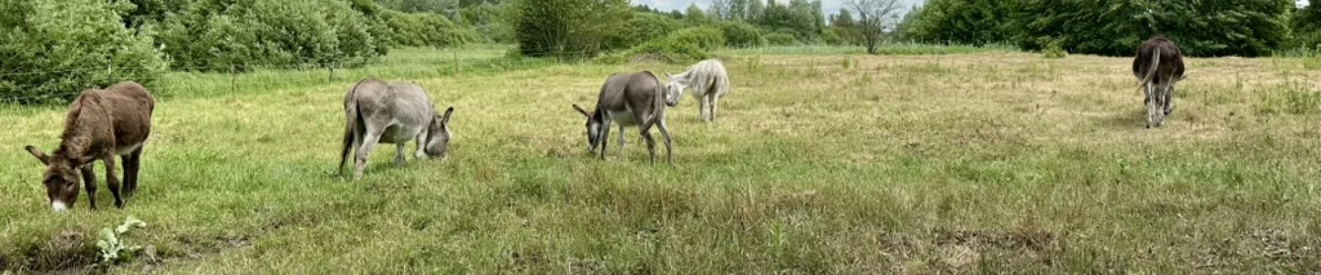© Eselfreunde im Havelland e.V. | zur Startseite