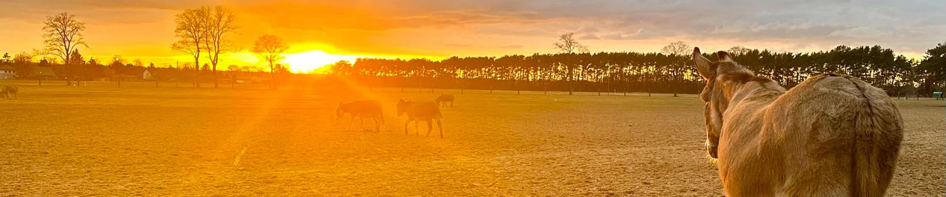 © Eselfreunde im Havelland e.V. | zur Startseite