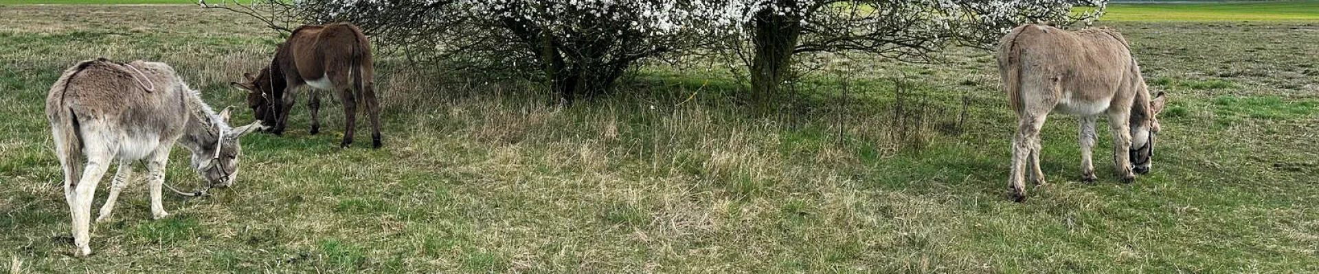 © Eselfreunde im Havelland e.V. | zur Startseite