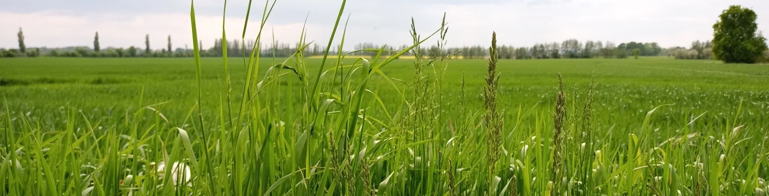 Bannerbild