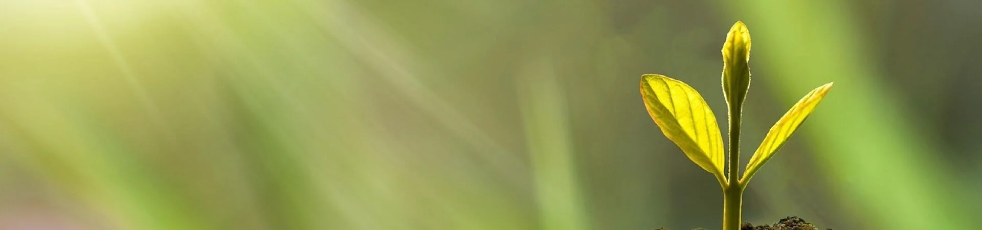 Bannerbild