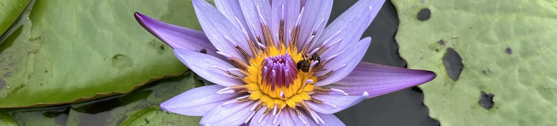 Bannerbild
