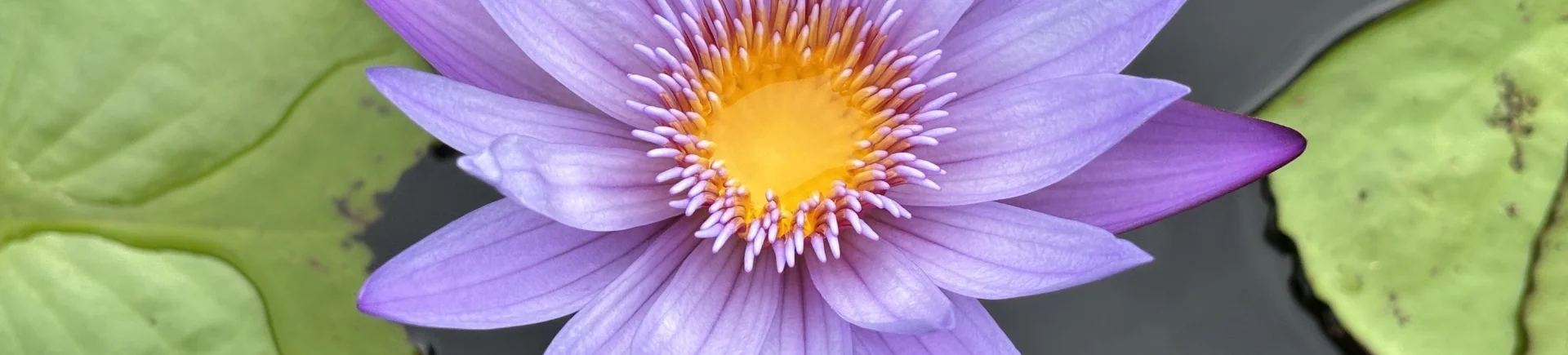 Bannerbild