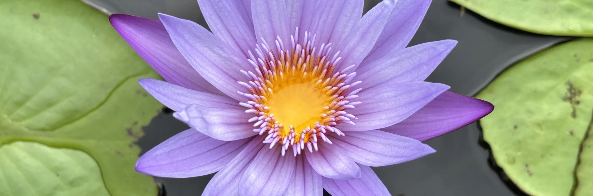 Bannerbild