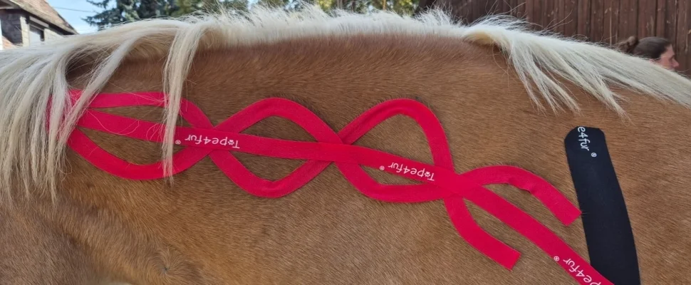 Faszientape am Pferd