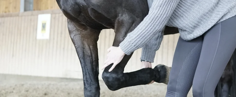 Gelenfunktionstestung Pferd