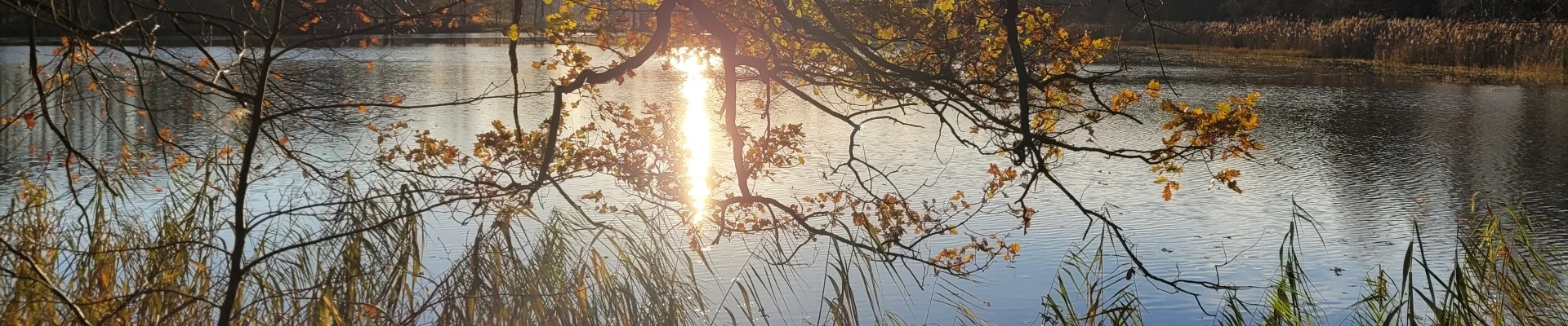 Bannerbild