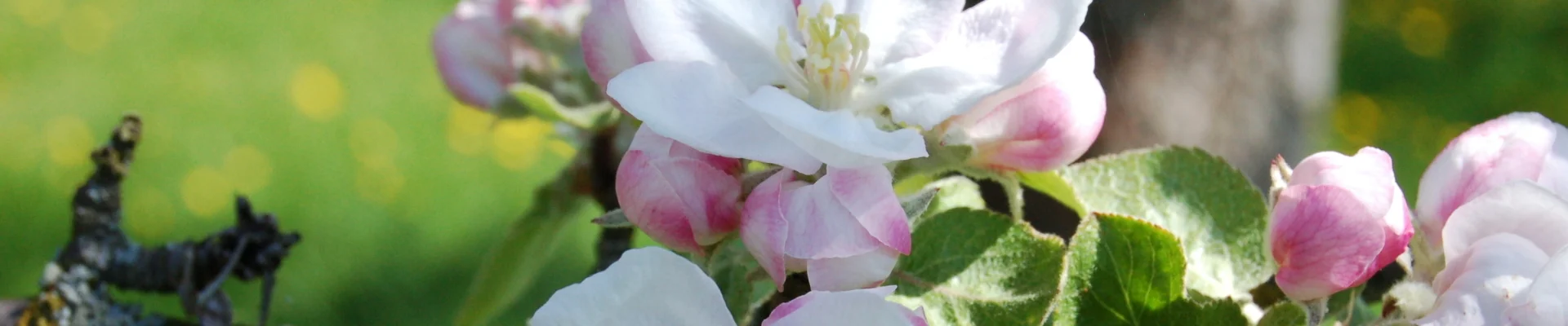 Bannerbild