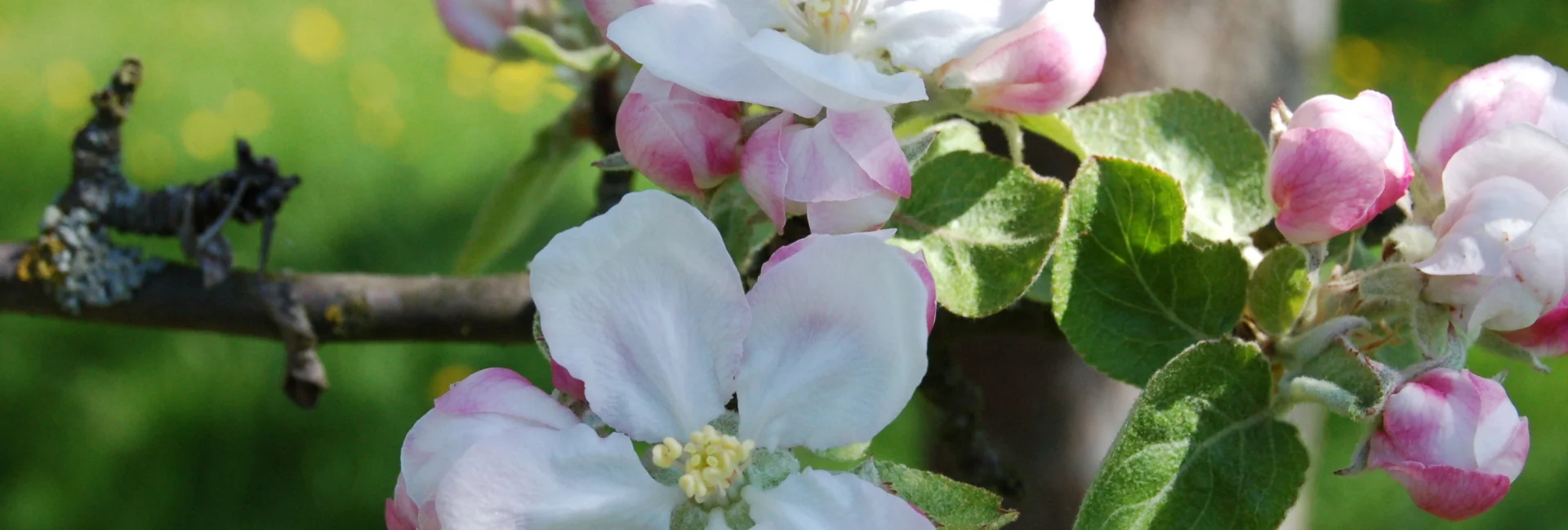 Bannerbild