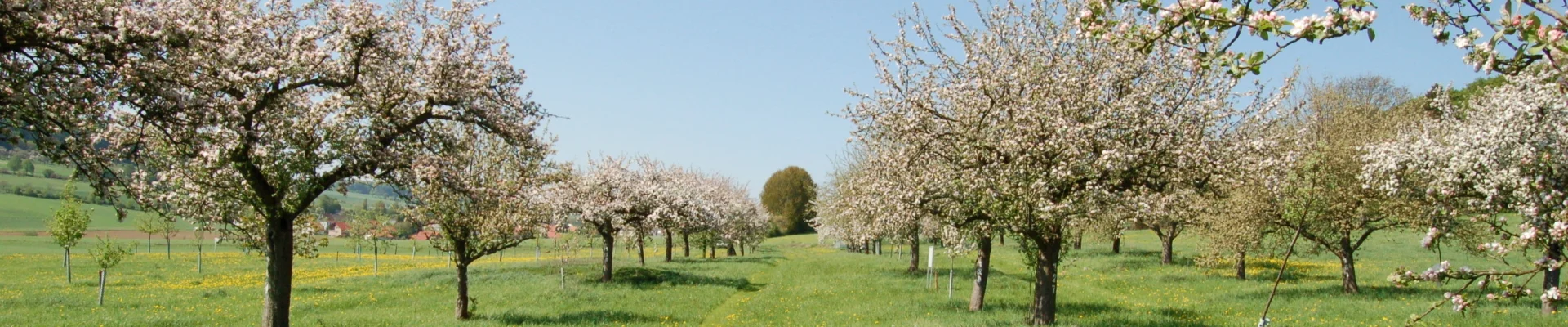Bannerbild