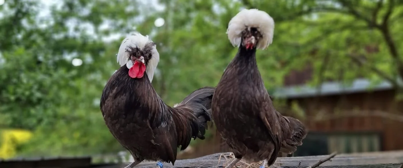 Holländer Haubenhuhn