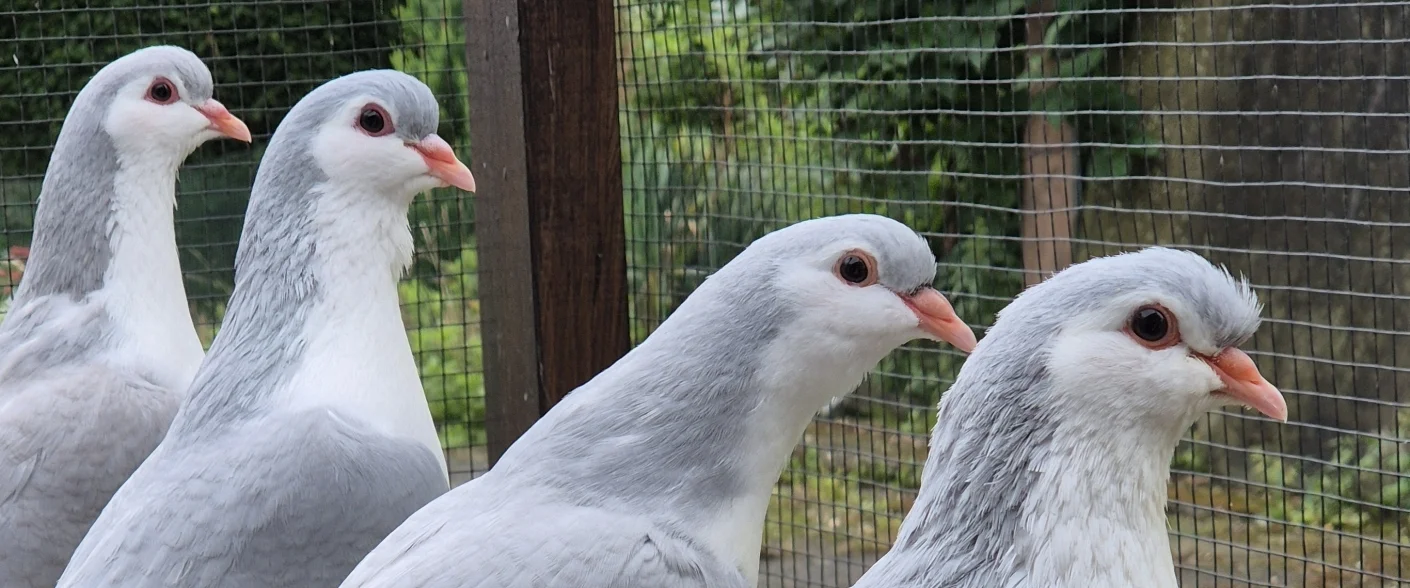 Bannerbild