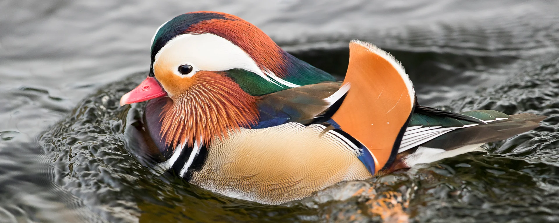 Bannerbild