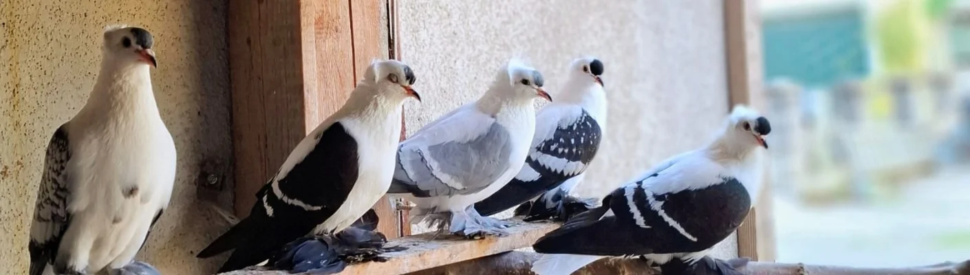 Bannerbild