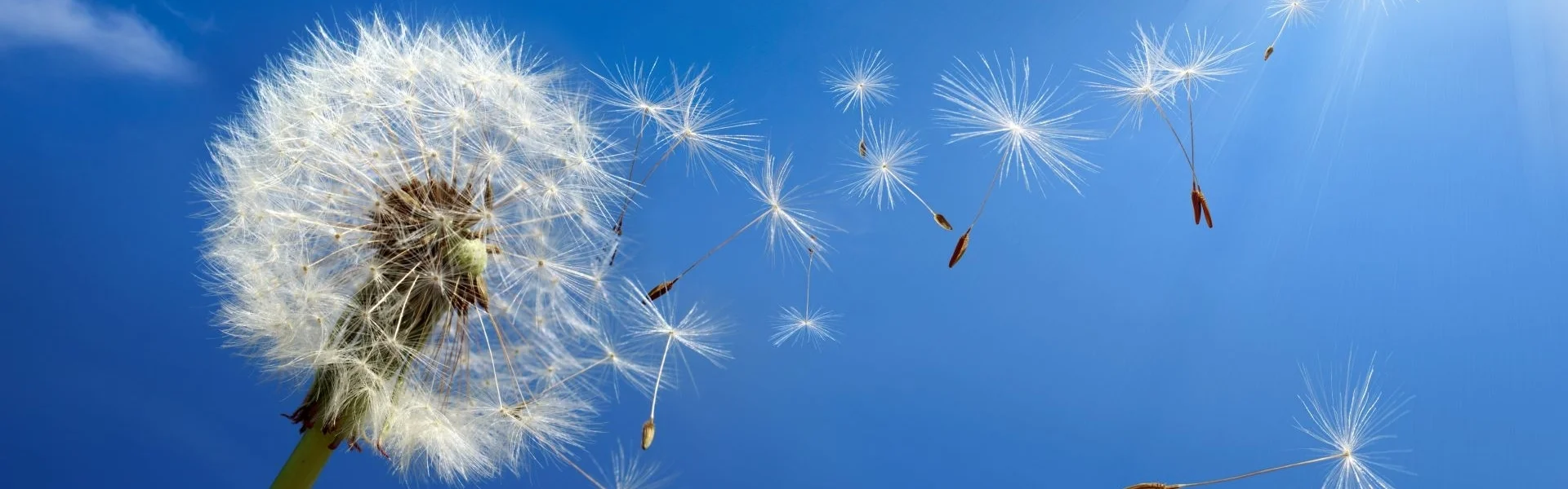 Bannerbild