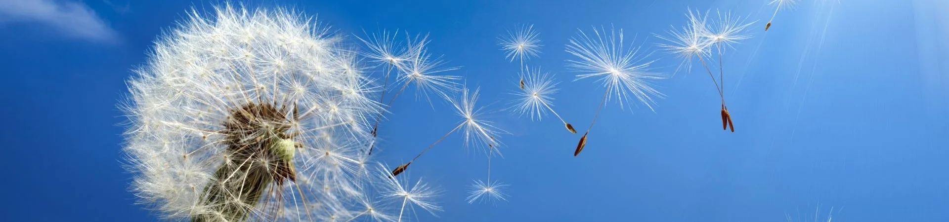 Bannerbild