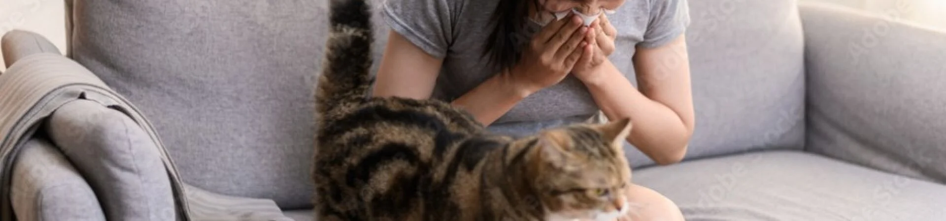 Frau auf einer Couch, die in ein Taschentuch niest, während eine gestreifte Katze vor ihr läuft. Symbolbild für Tierhaarallergie/Katzenallergie und Heuschnupfen-ähnliche Symptome.