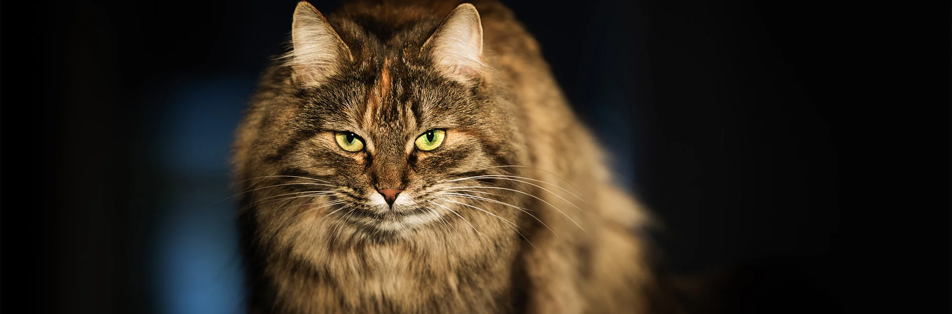 Bannerbild