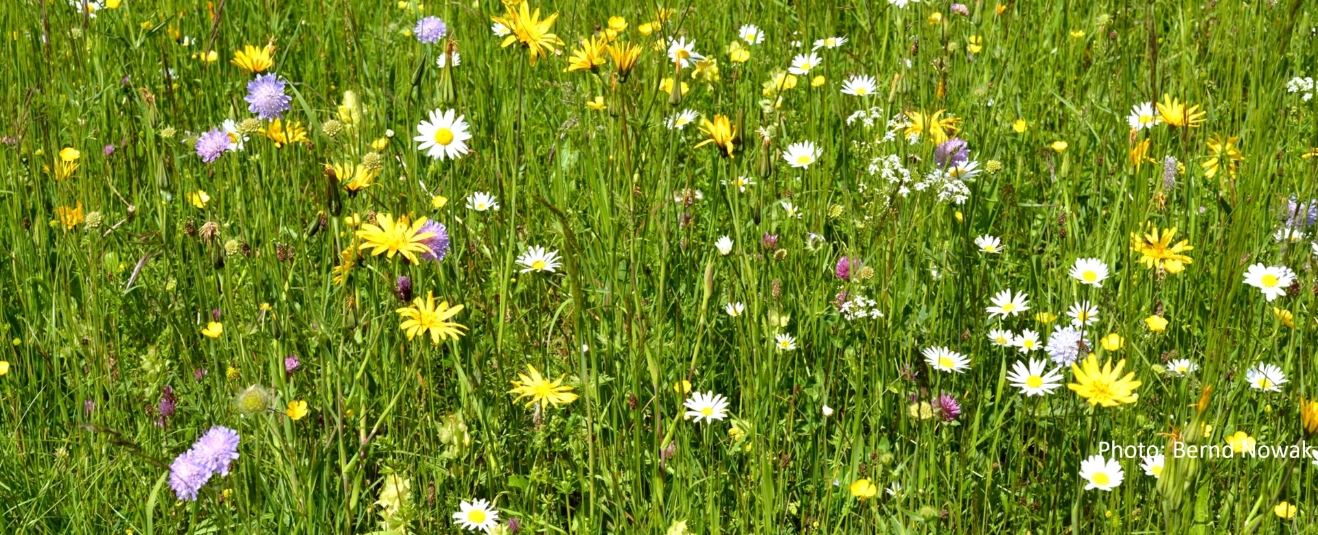 Bannerbild