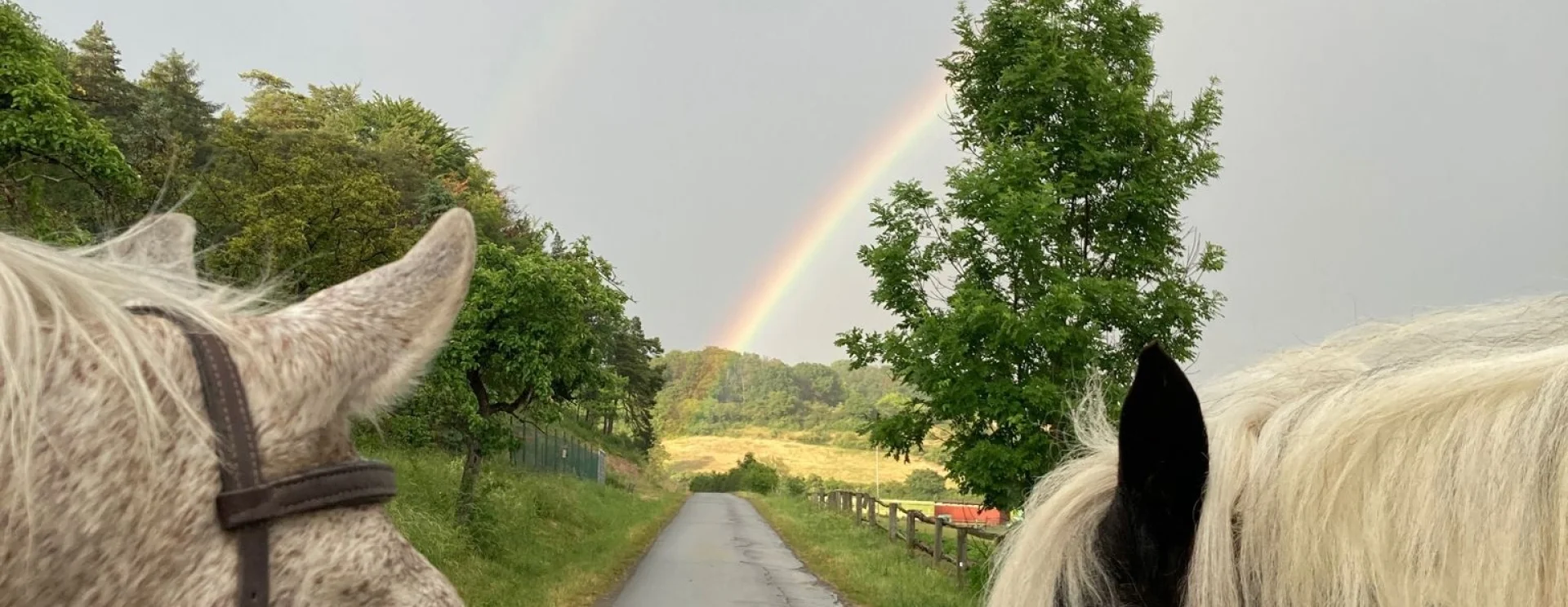 Bannerbild