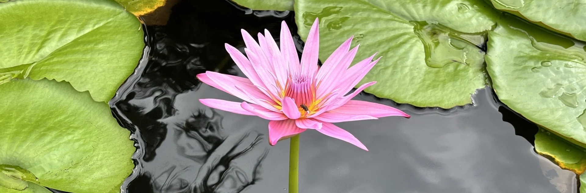 Bannerbild