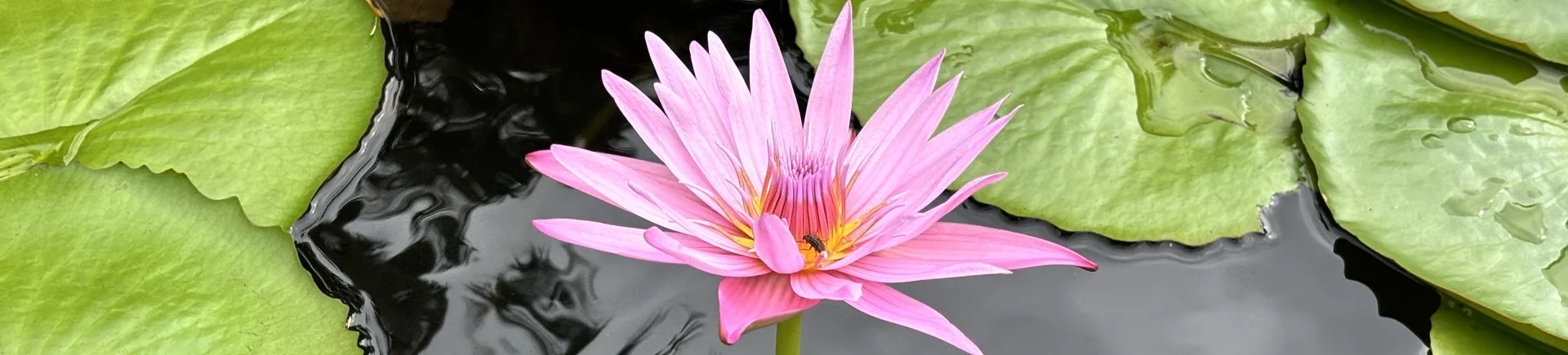 Bannerbild
