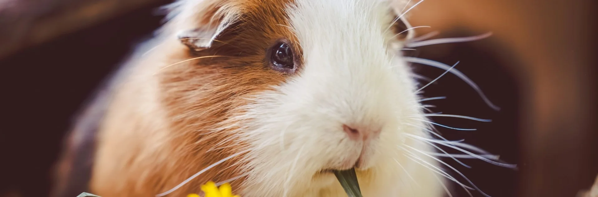 Bannerbild