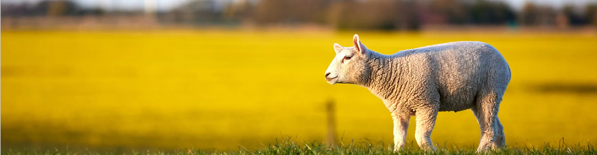 Schaf auf der Weide