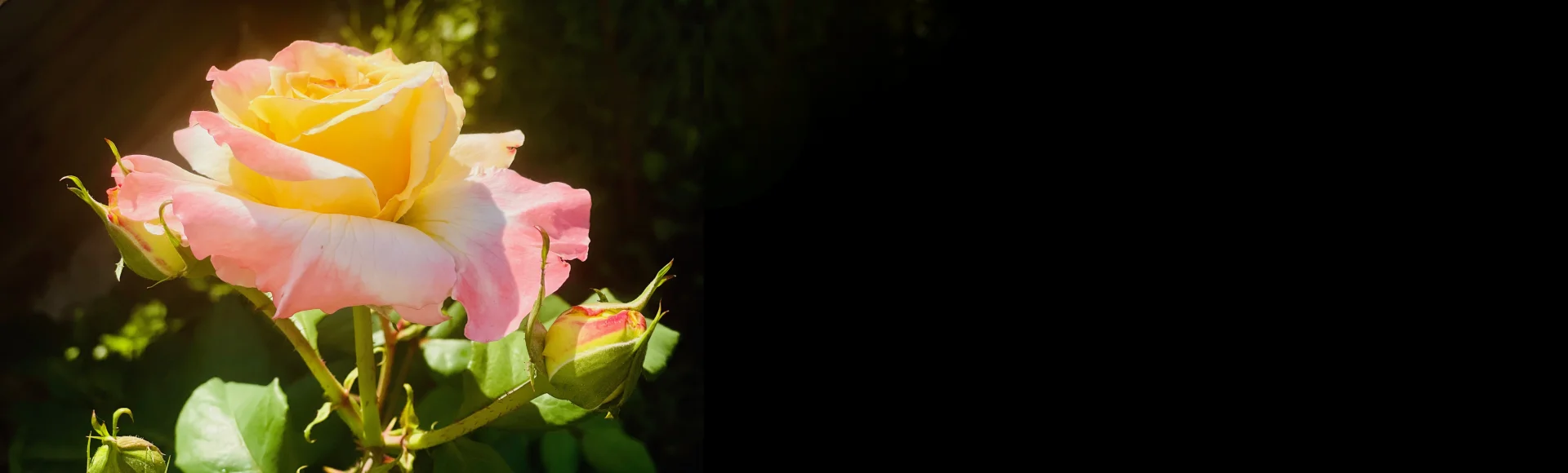 Bannerbild