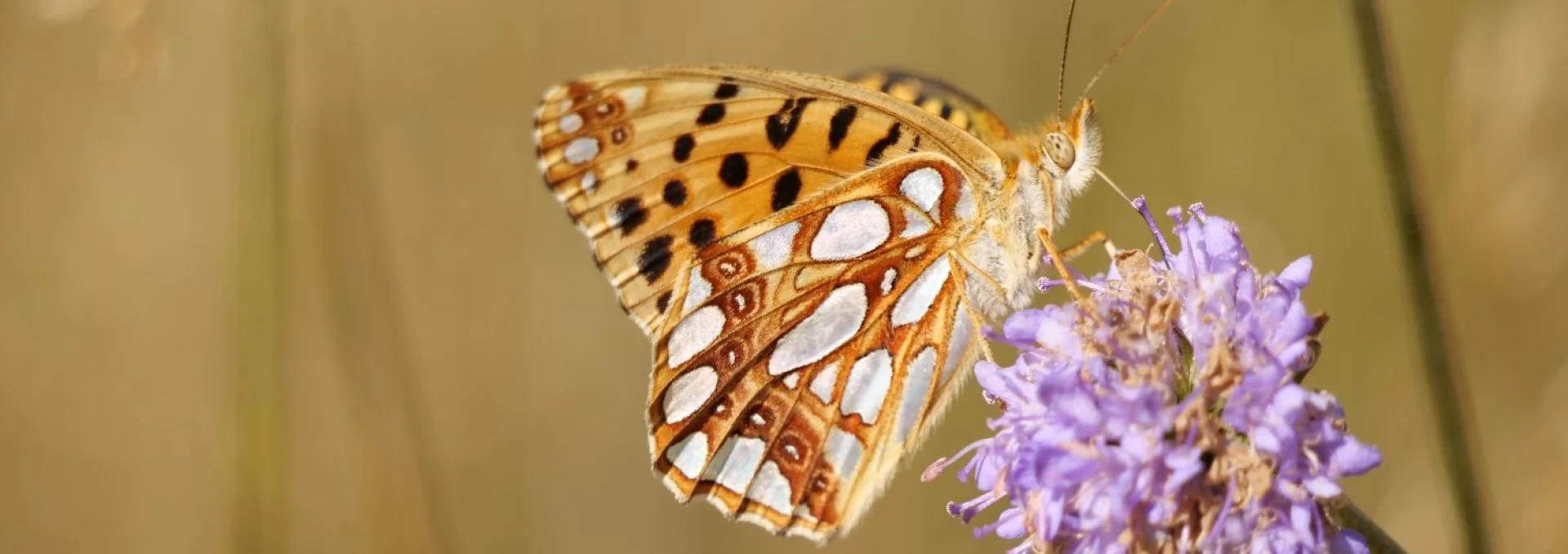 Bannerbild | zur Startseite