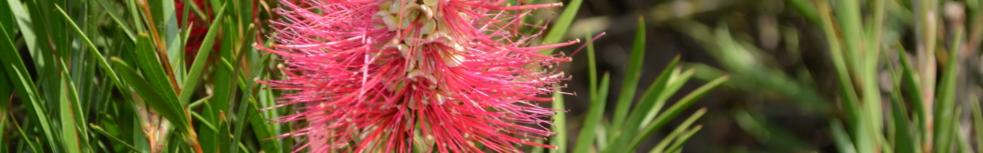 Weihnachtsblume Neuseeland