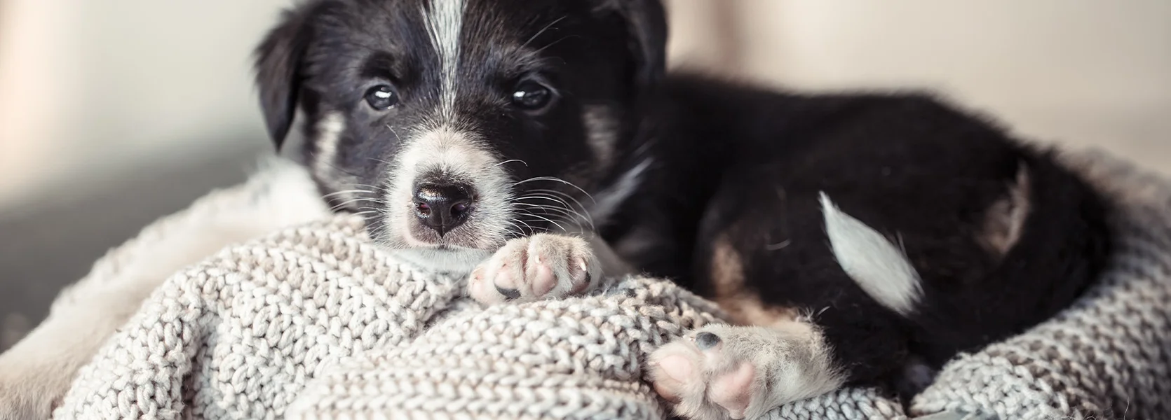 Bannerbild