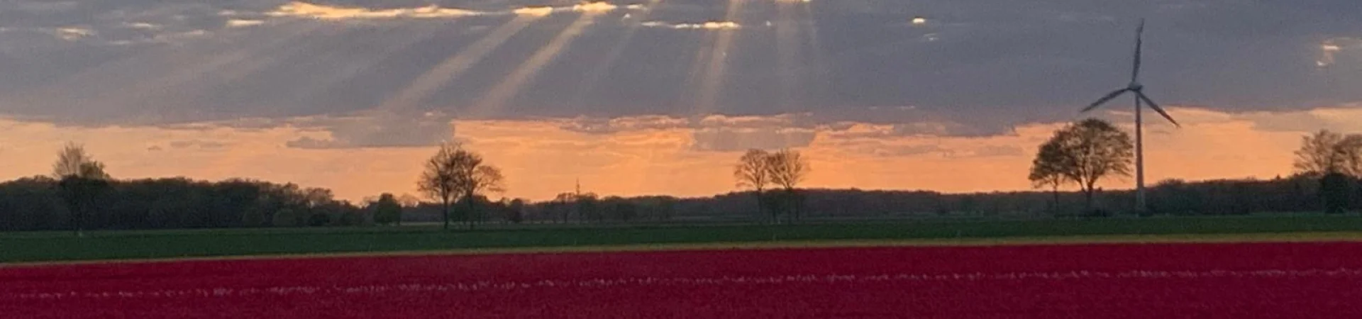 Bannerbild