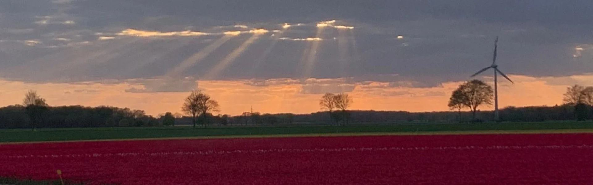 Bannerbild