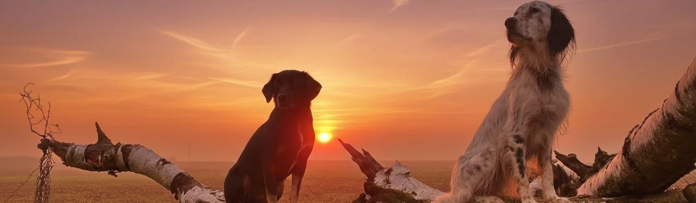 Bannerbild