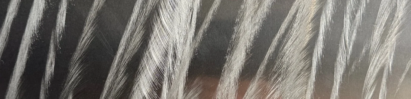 Bannerbild