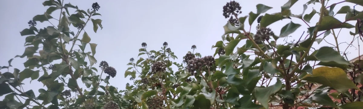 Alte Früchte und neue Knospen | zur Startseite