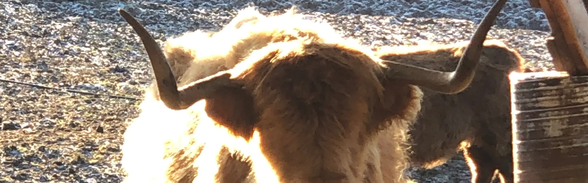 Bannerbild