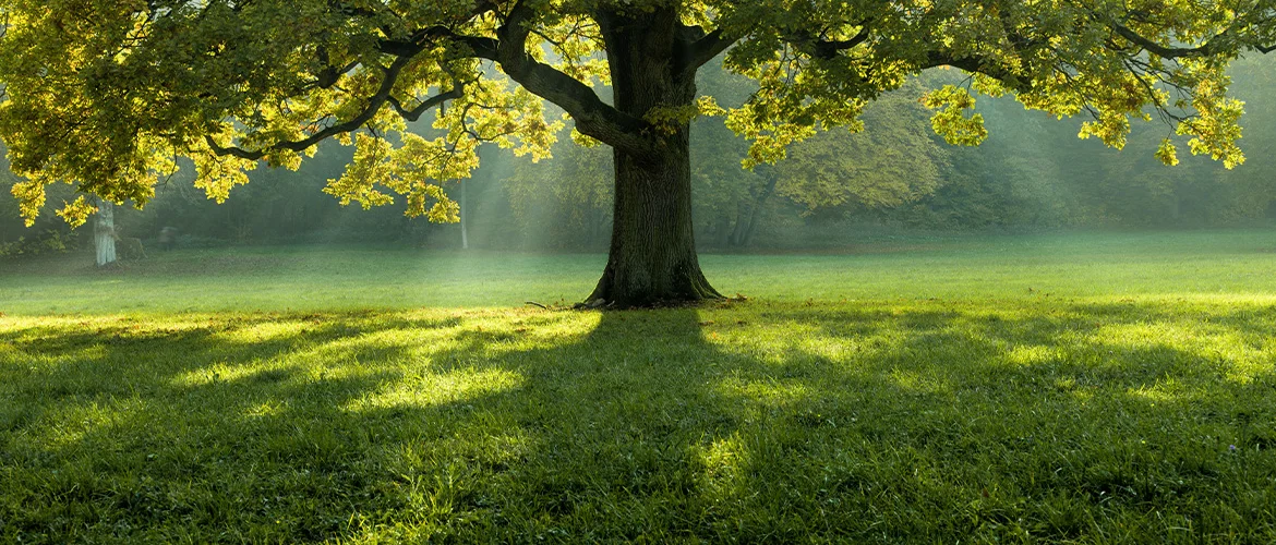 Bannerbild