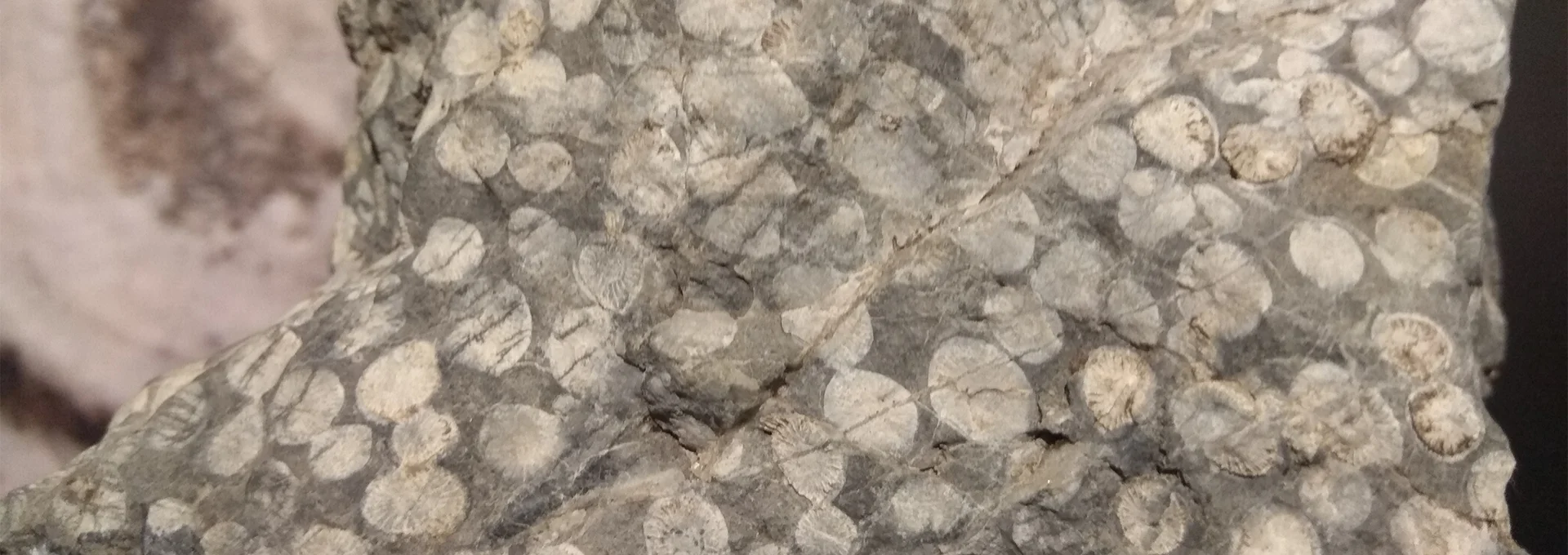 Bannerbild