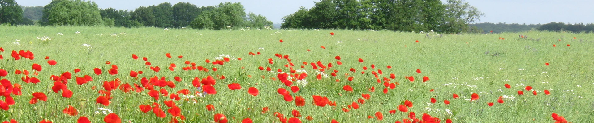 Bannerbild