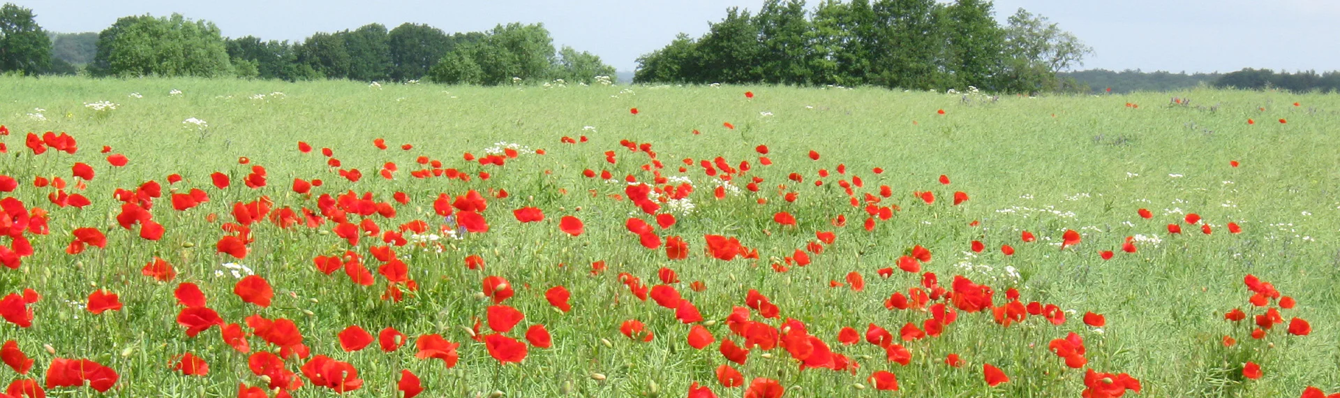 Bannerbild